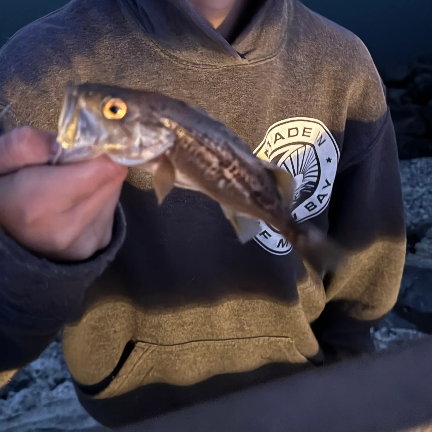 The most recent Goldspotted sand bass catches on Fishbrain