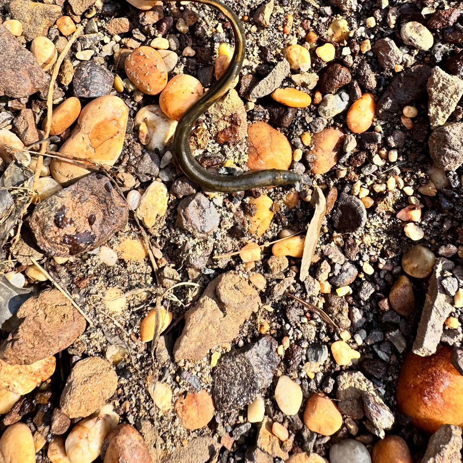 The most recent American brook lamprey catches on Fishbrain