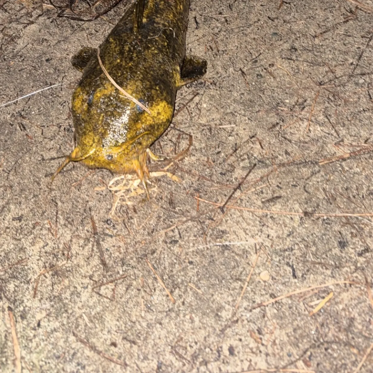 The most recent Cobbler catches on Fishbrain