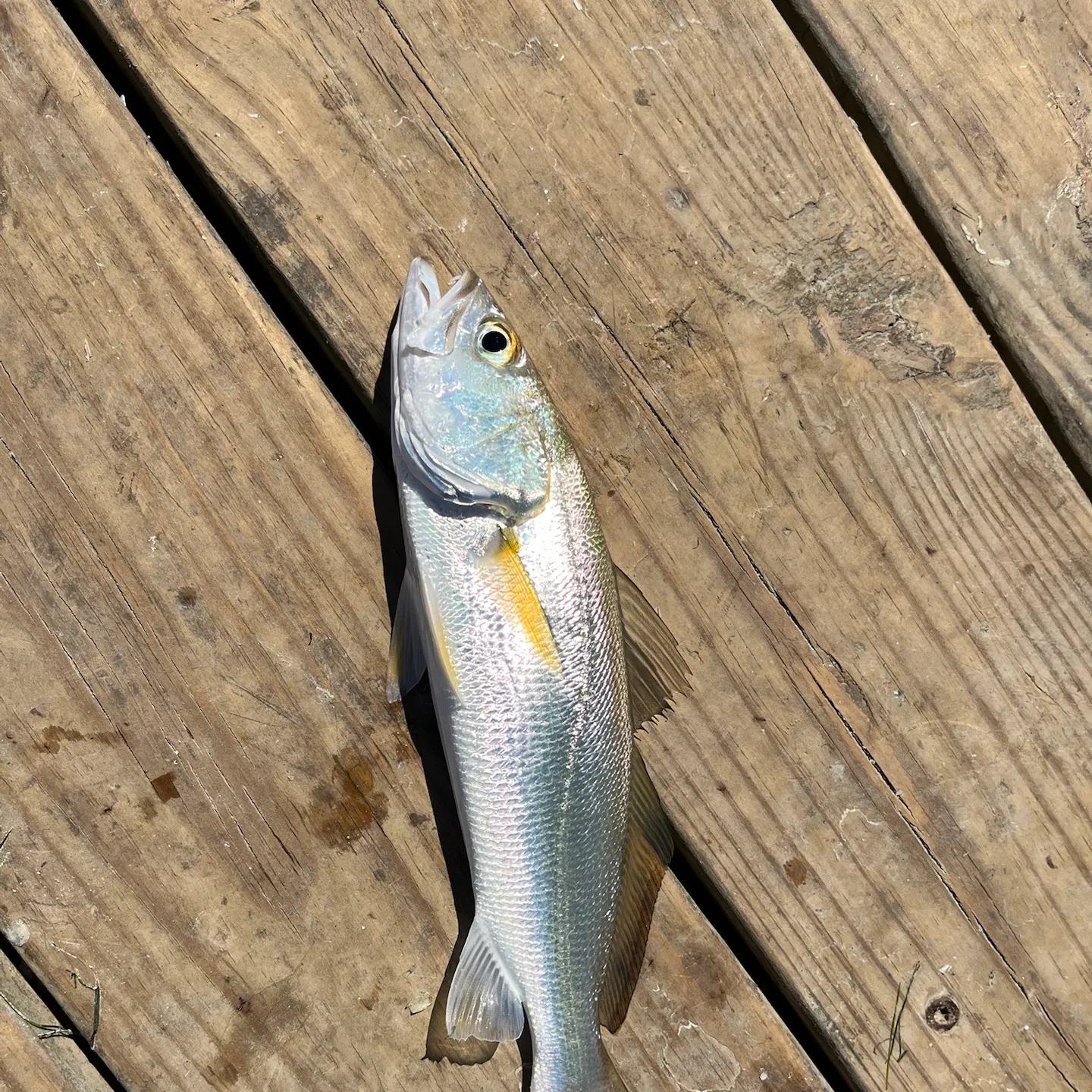 Sand seatrout caught on Fishbrain