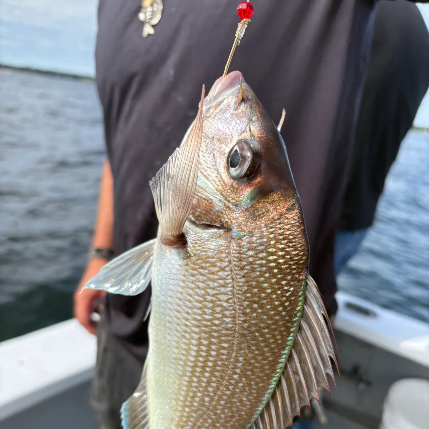 Silver porgy caught on Fishbrain