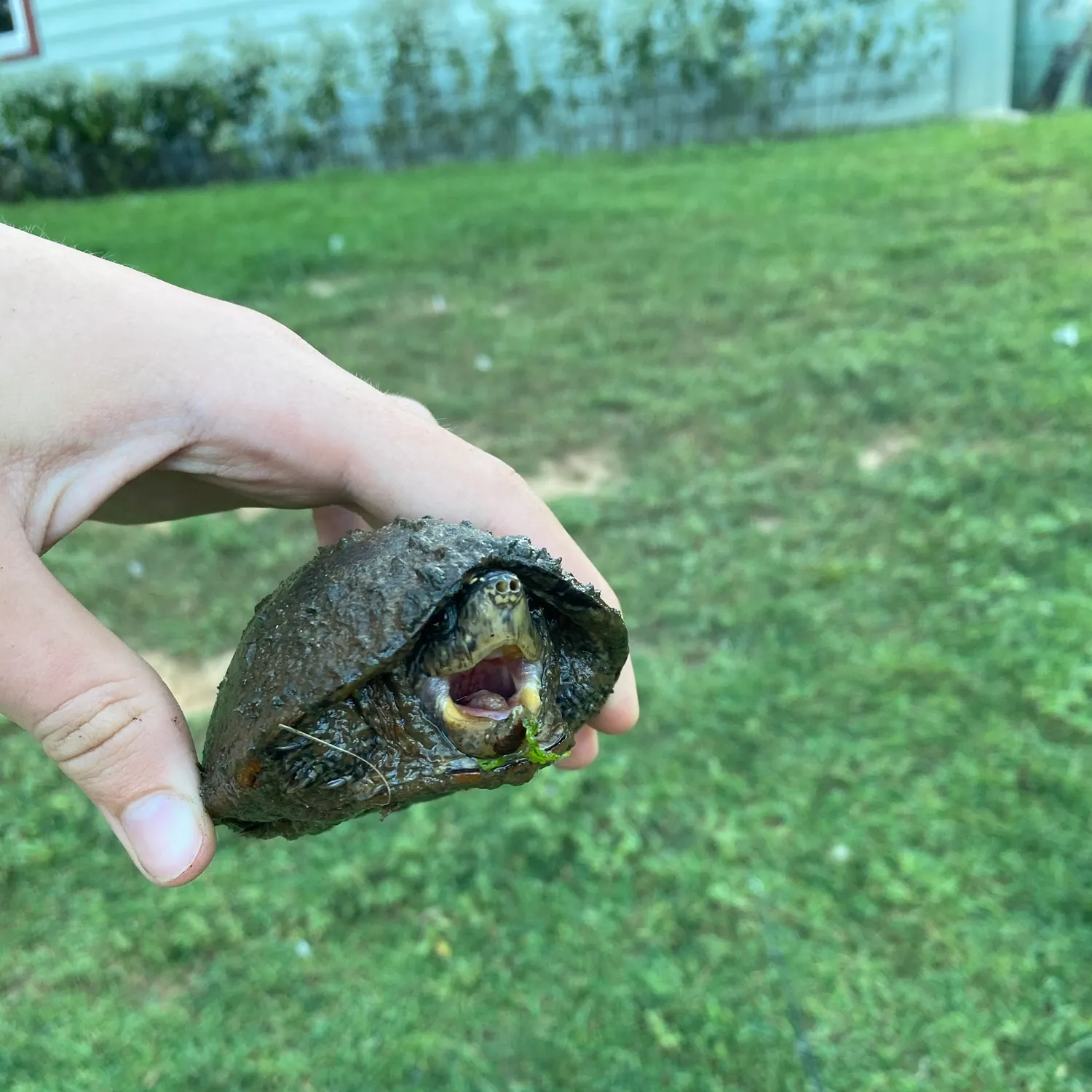 The most recent Eastern mud turtle catches on Fishbrain