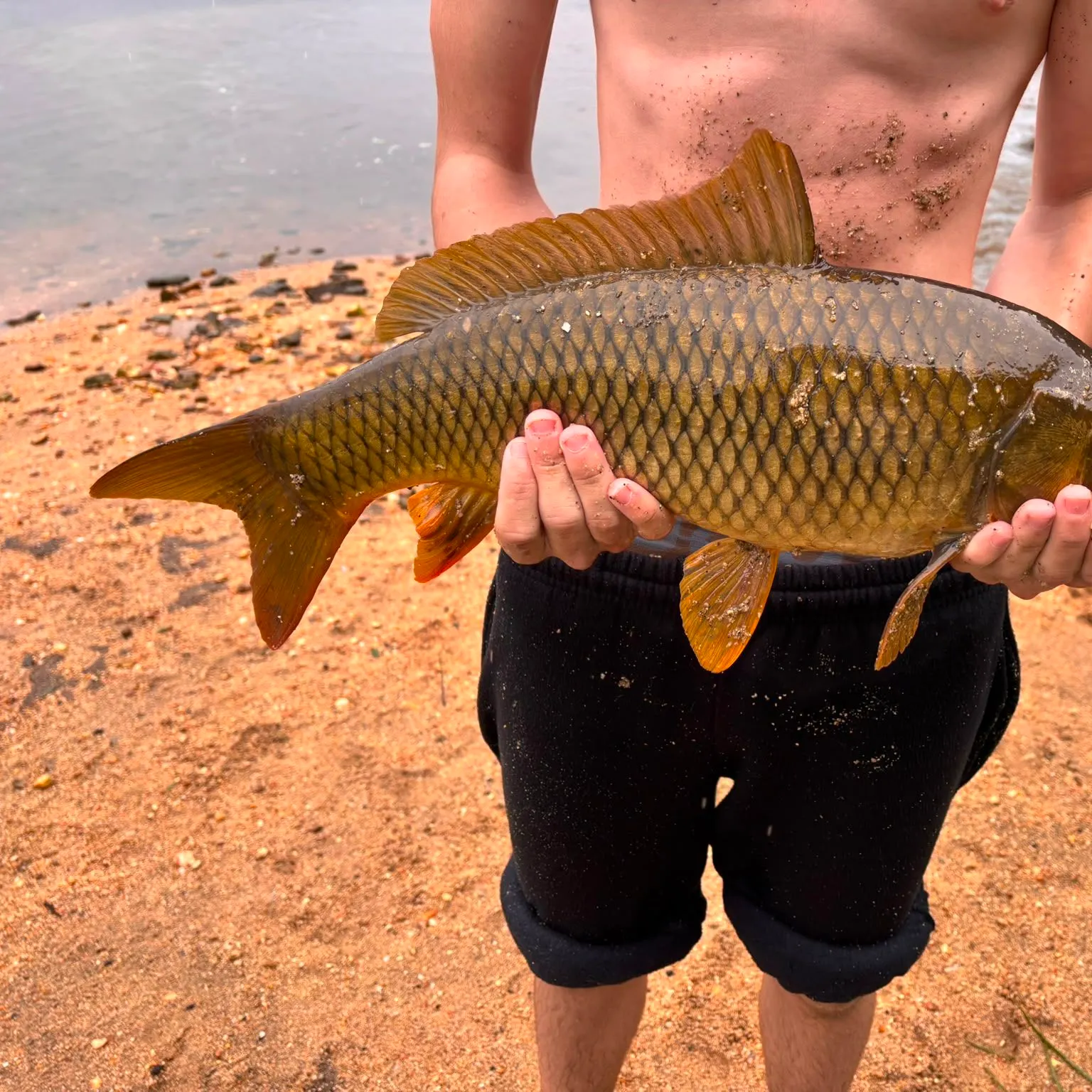 Common carp caught on Fishbrain
