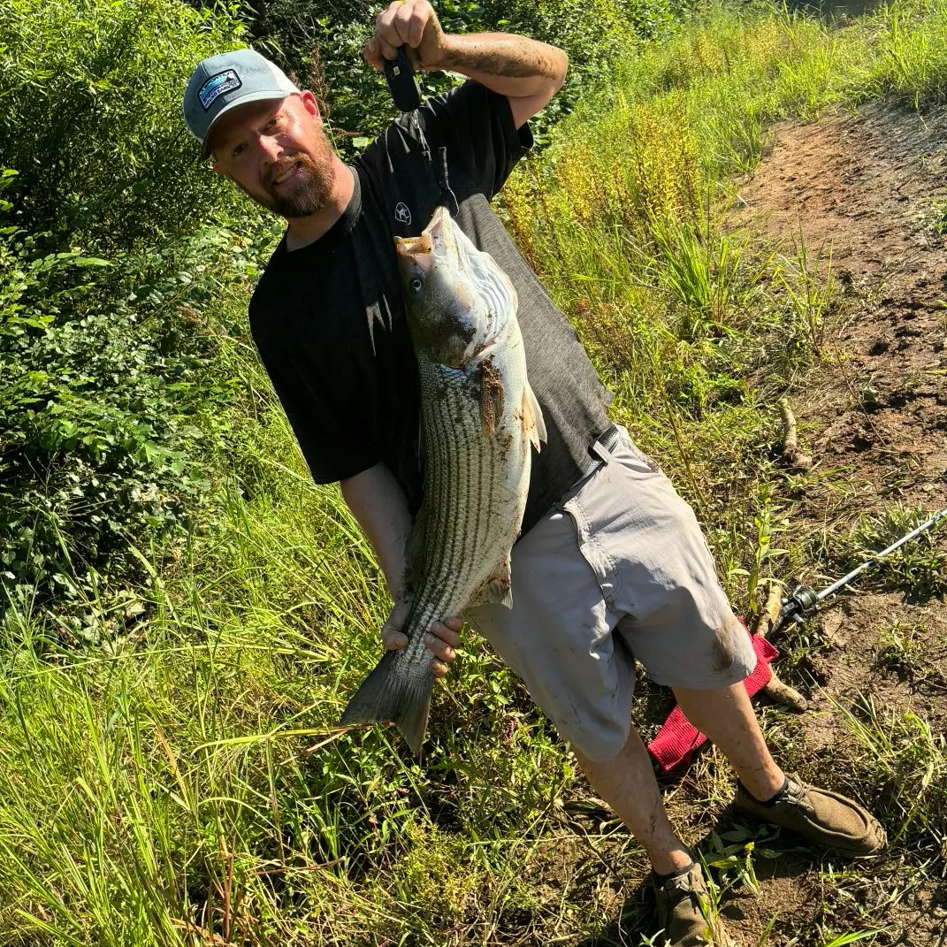 Striped bass caught on Fishbrain