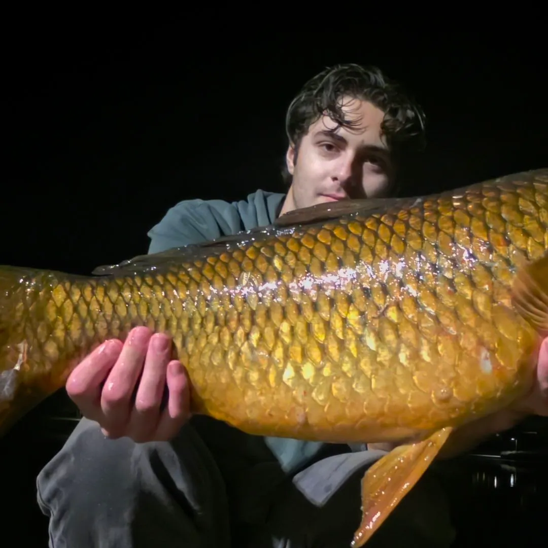 Common carp caught on Fishbrain