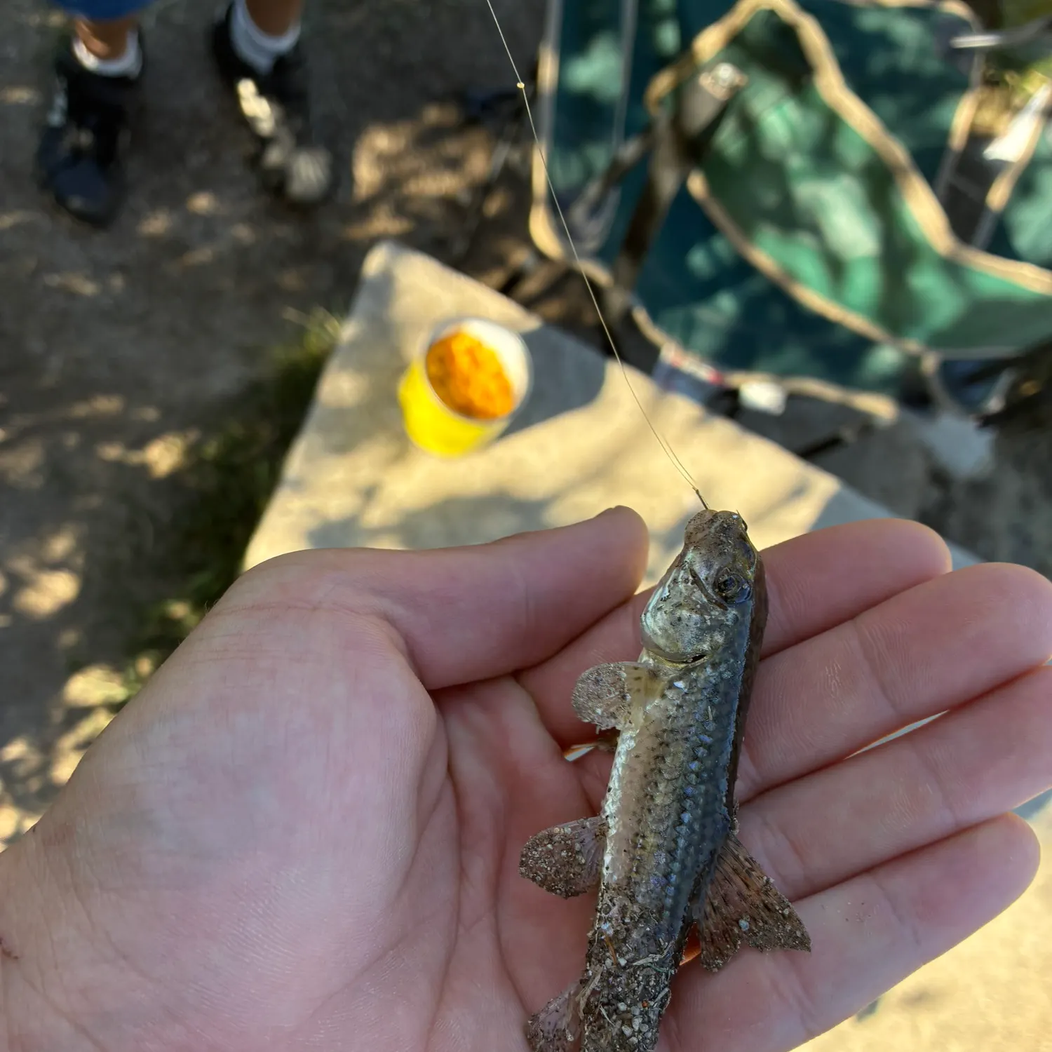 Fish caught on Fishbrain
