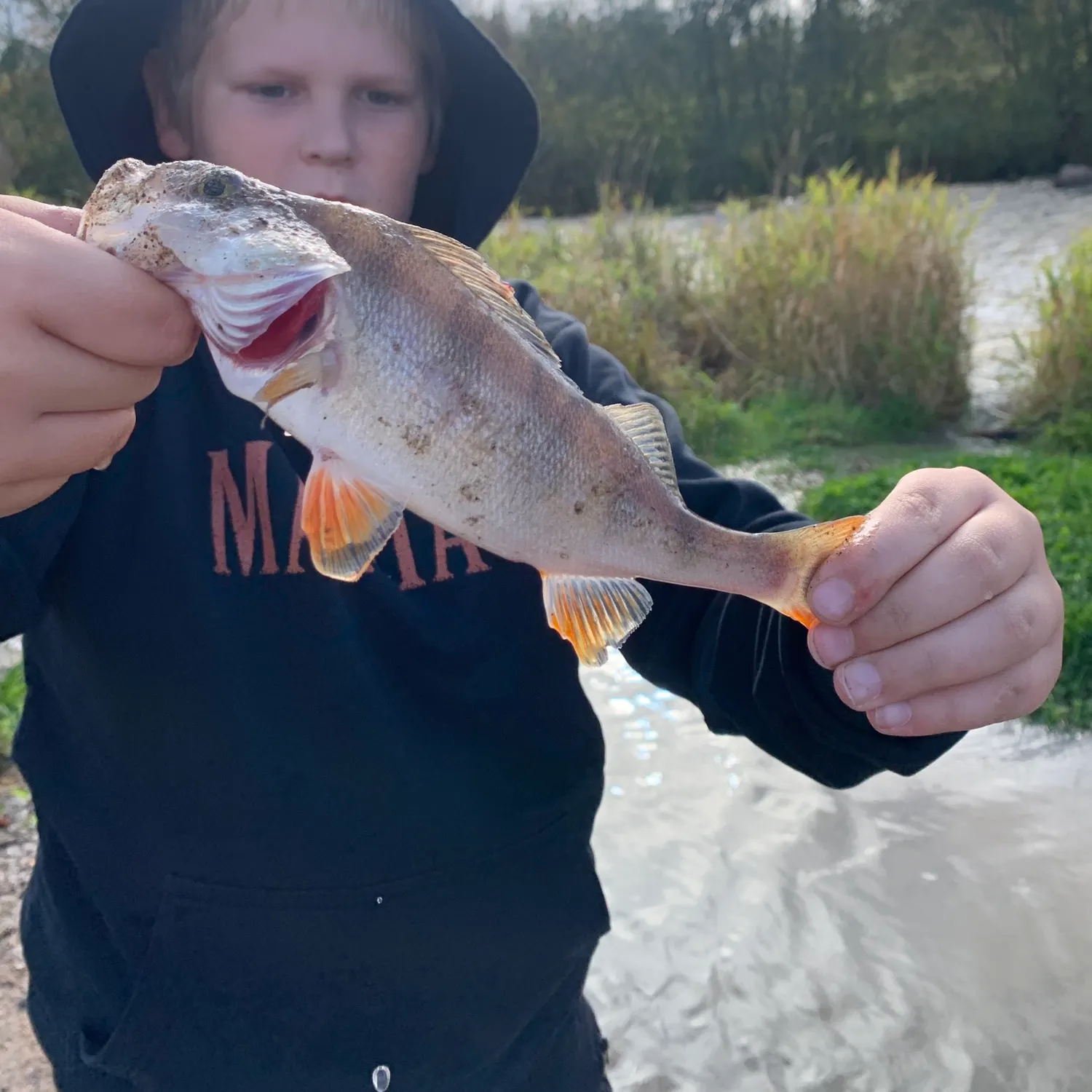 European perch caught on Fishbrain