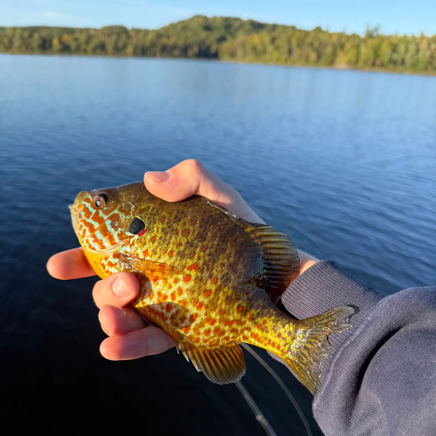 Bluegill caught on Fishbrain