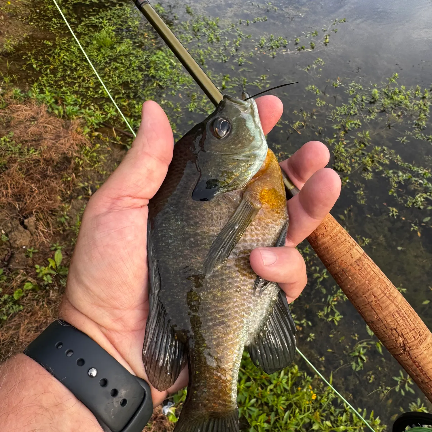 Bluegill caught on Fishbrain