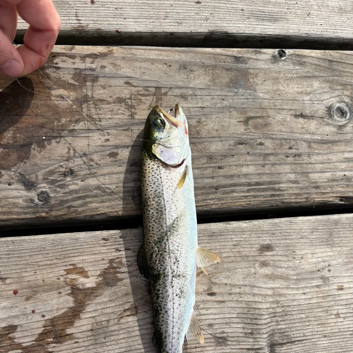 Rainbow trout caught on Fishbrain