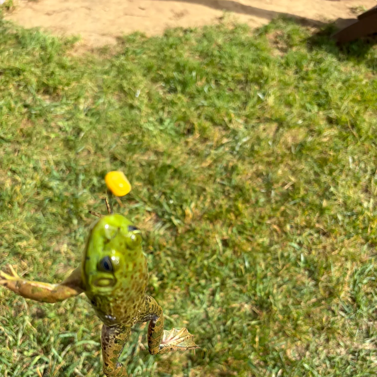 The most recent Frogface goby catches on Fishbrain