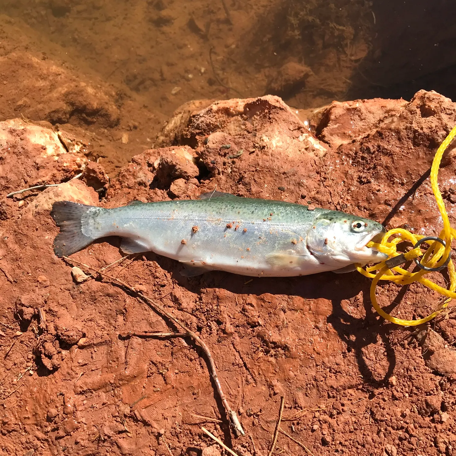 Rainbow trout caught on Fishbrain