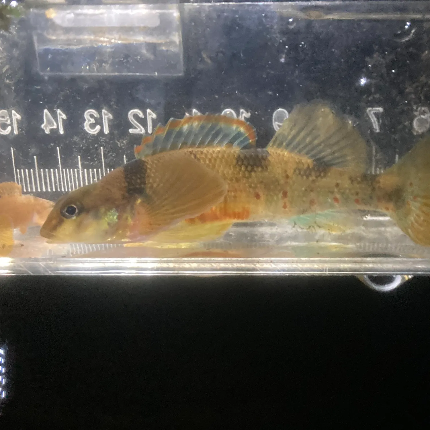 The most recent Variegate darter catches on Fishbrain