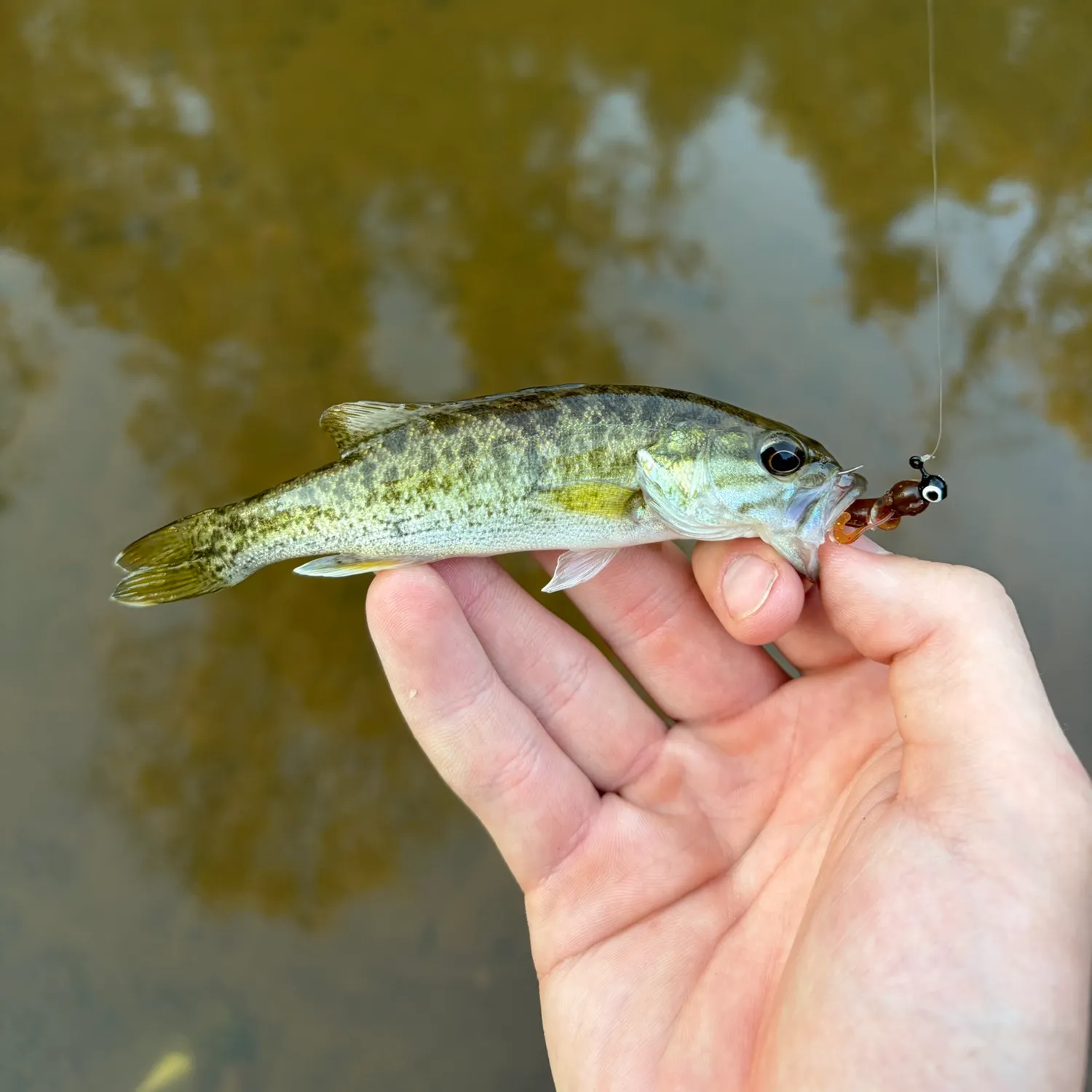 The most recent Bartram's bass catches on Fishbrain