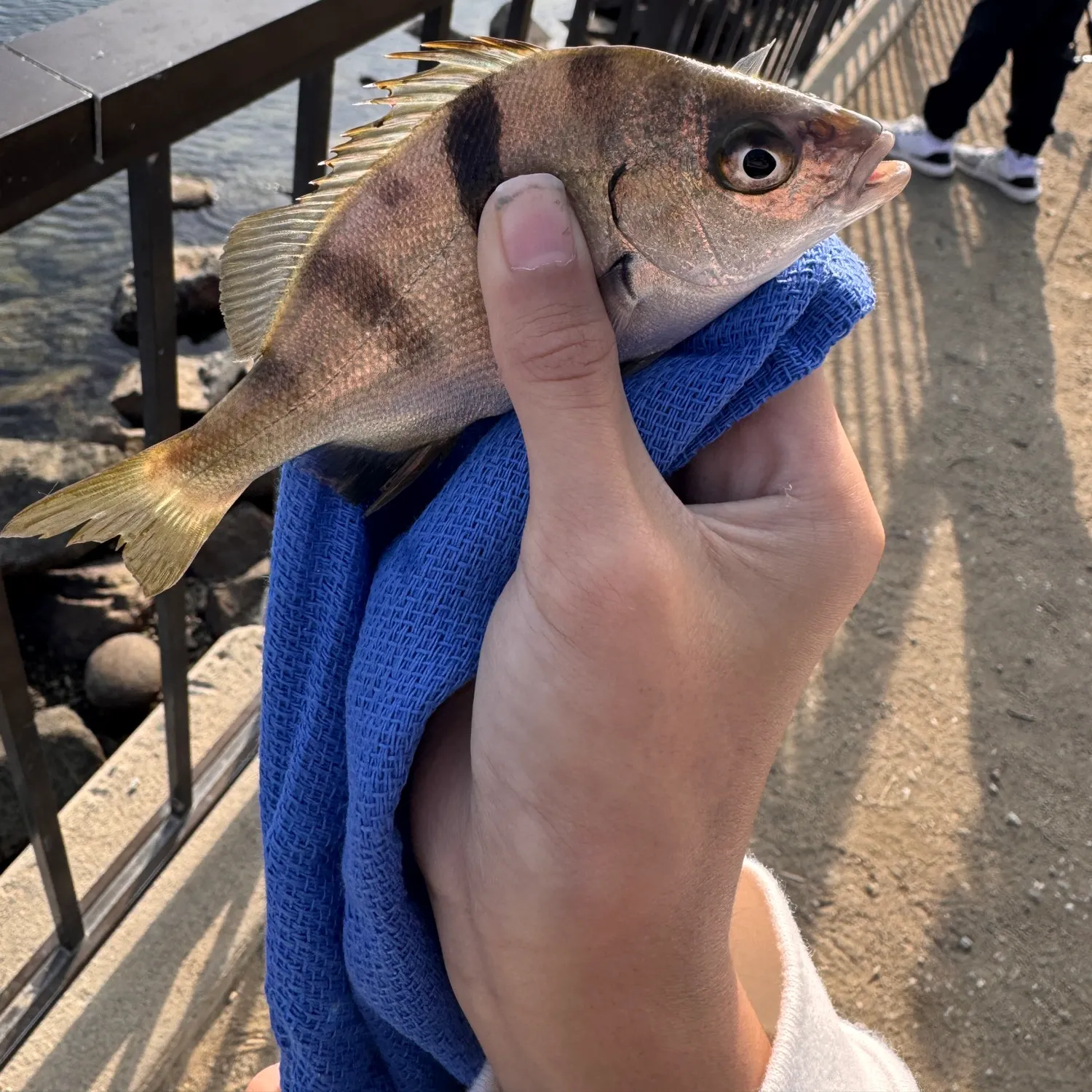 The most recent Sargo catches on Fishbrain