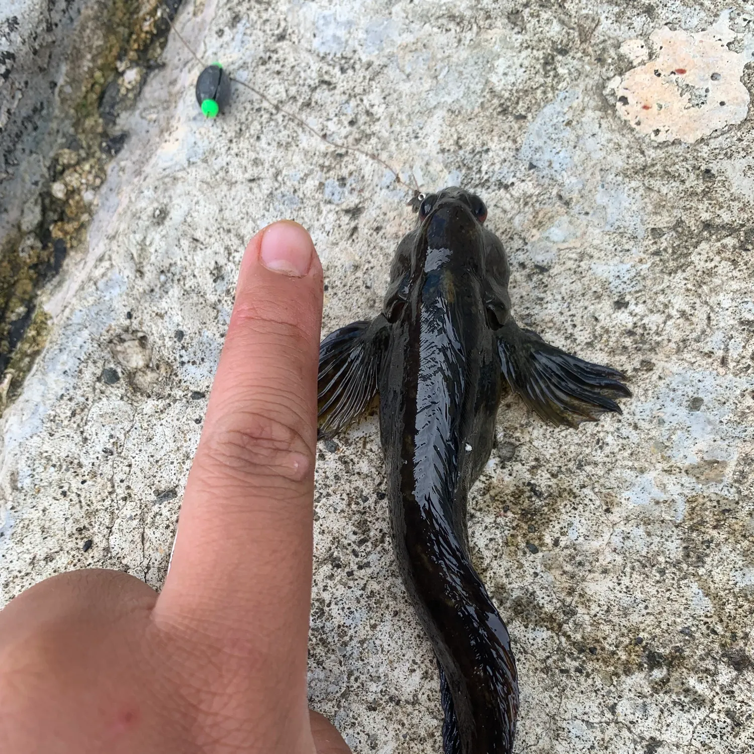 The most recent Tompot blenny catches on Fishbrain