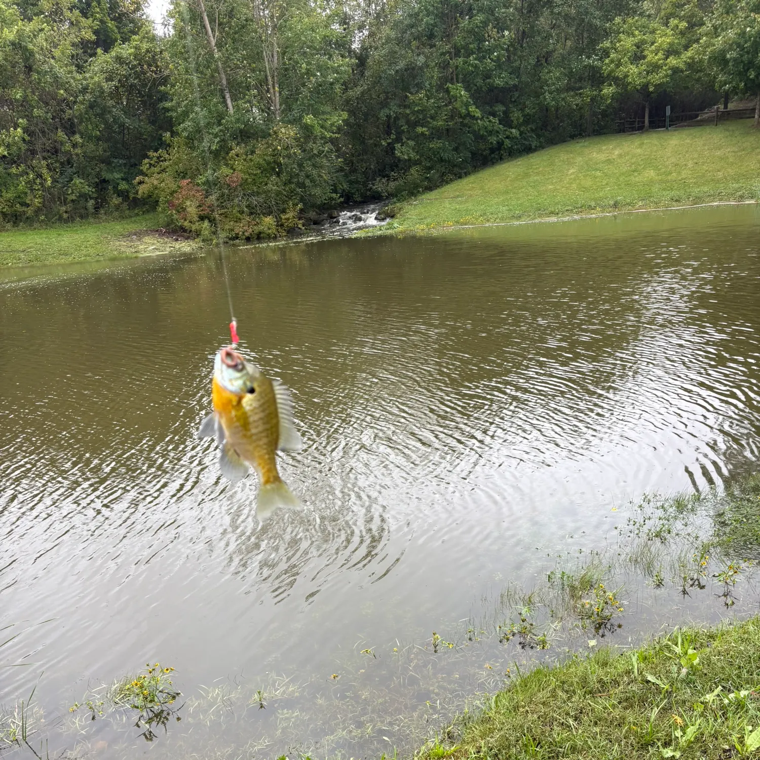 Bluegill caught on Fishbrain