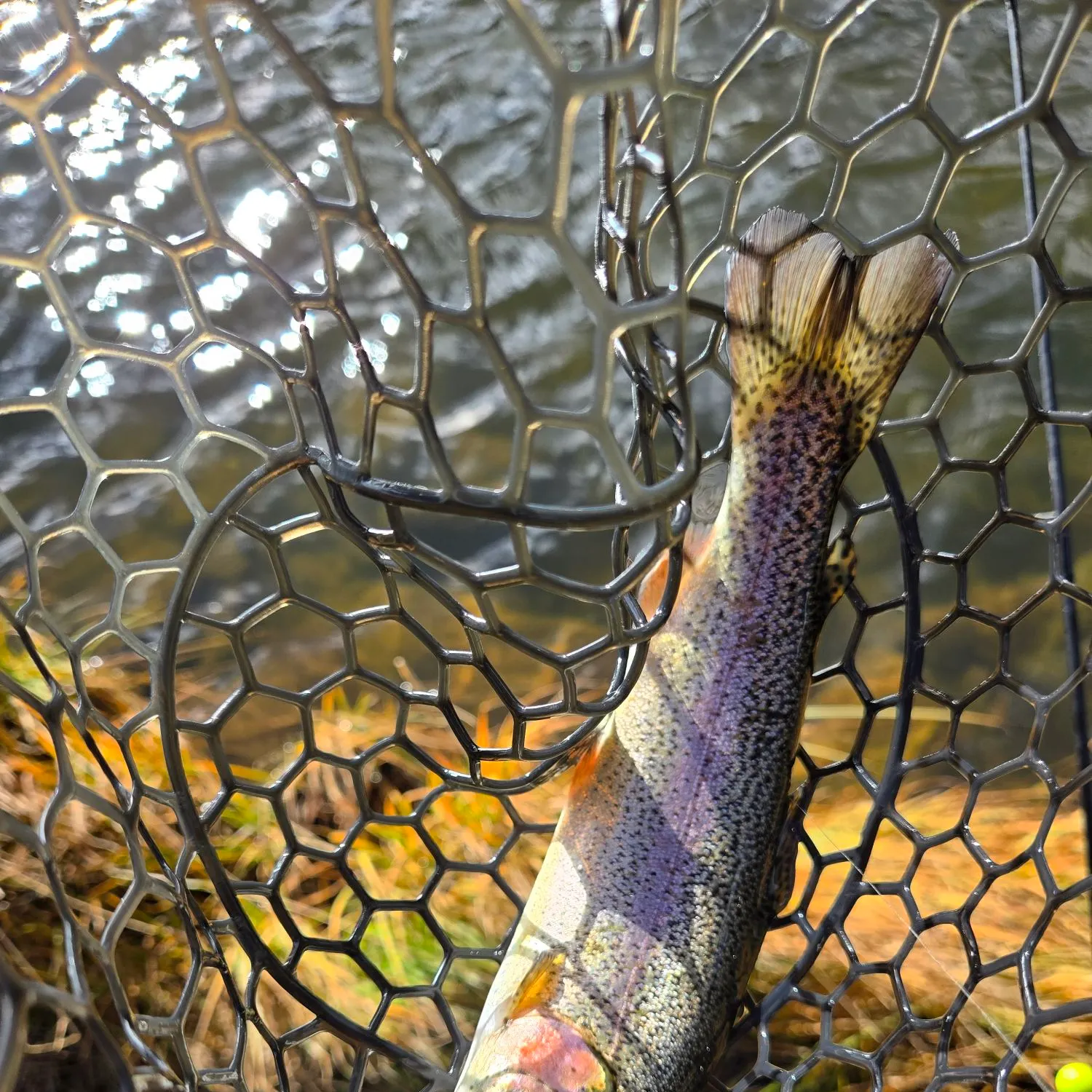 Rainbow trout caught on Fishbrain