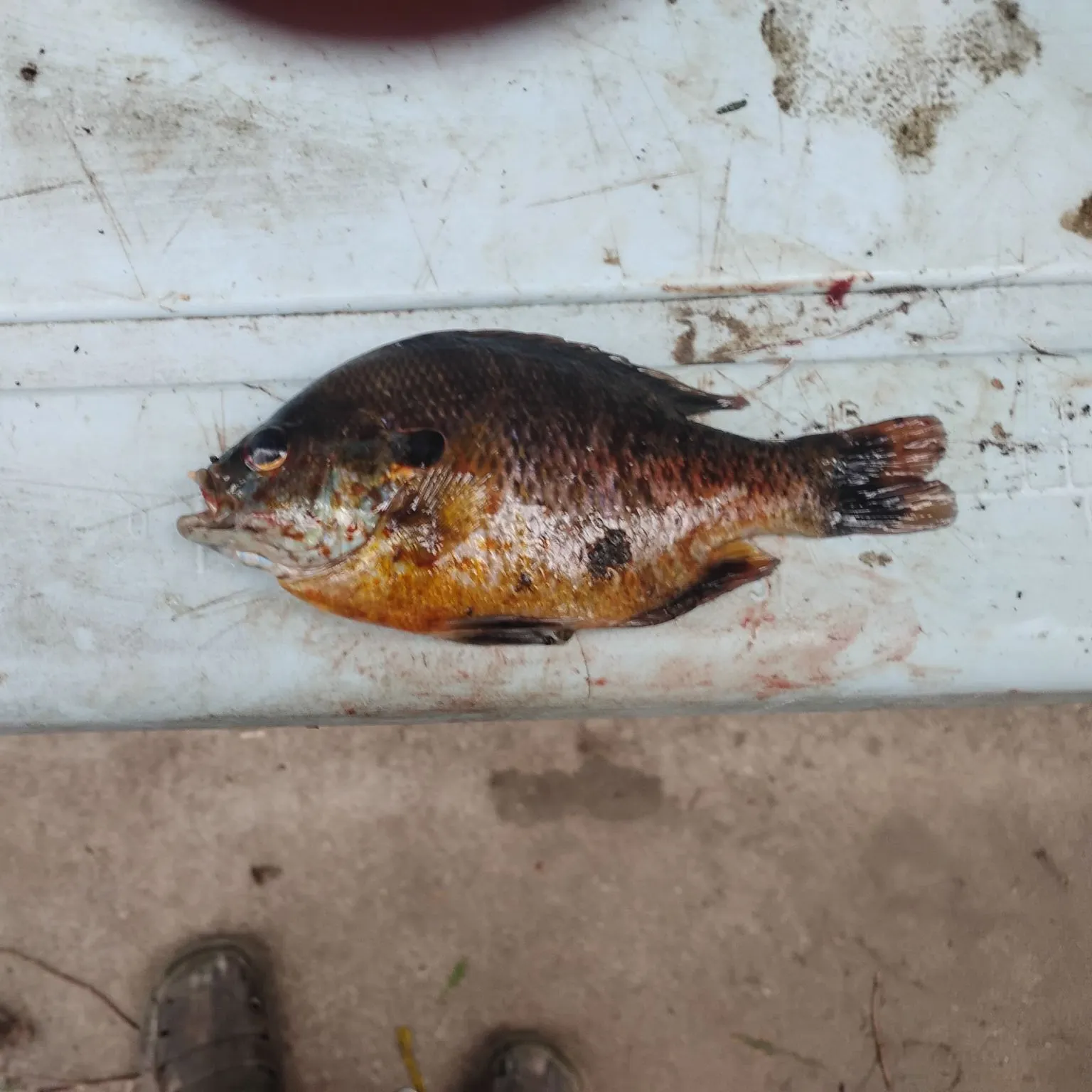 The most recent Orangespotted sunfish catches on Fishbrain