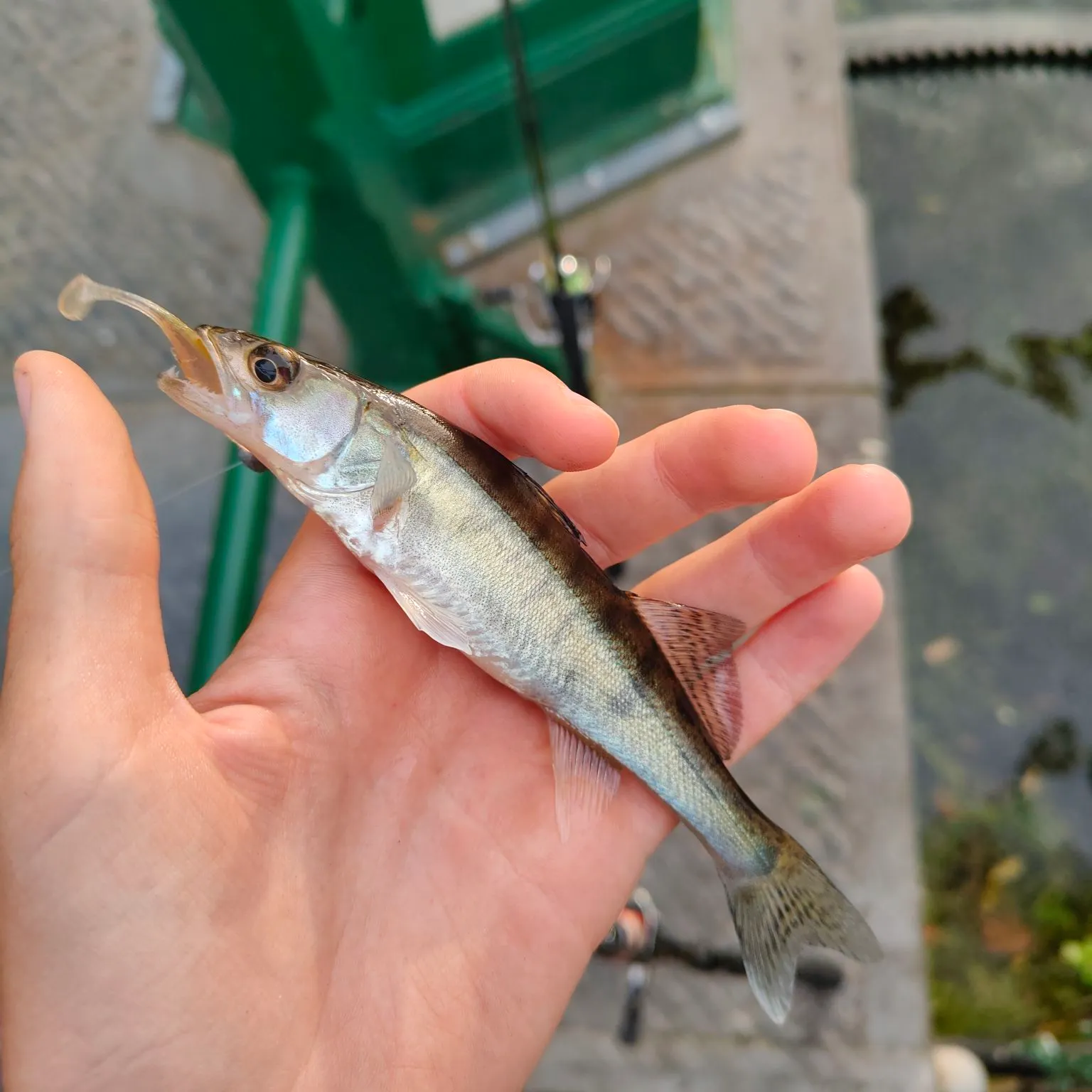 The most recent Zander catches on Fishbrain