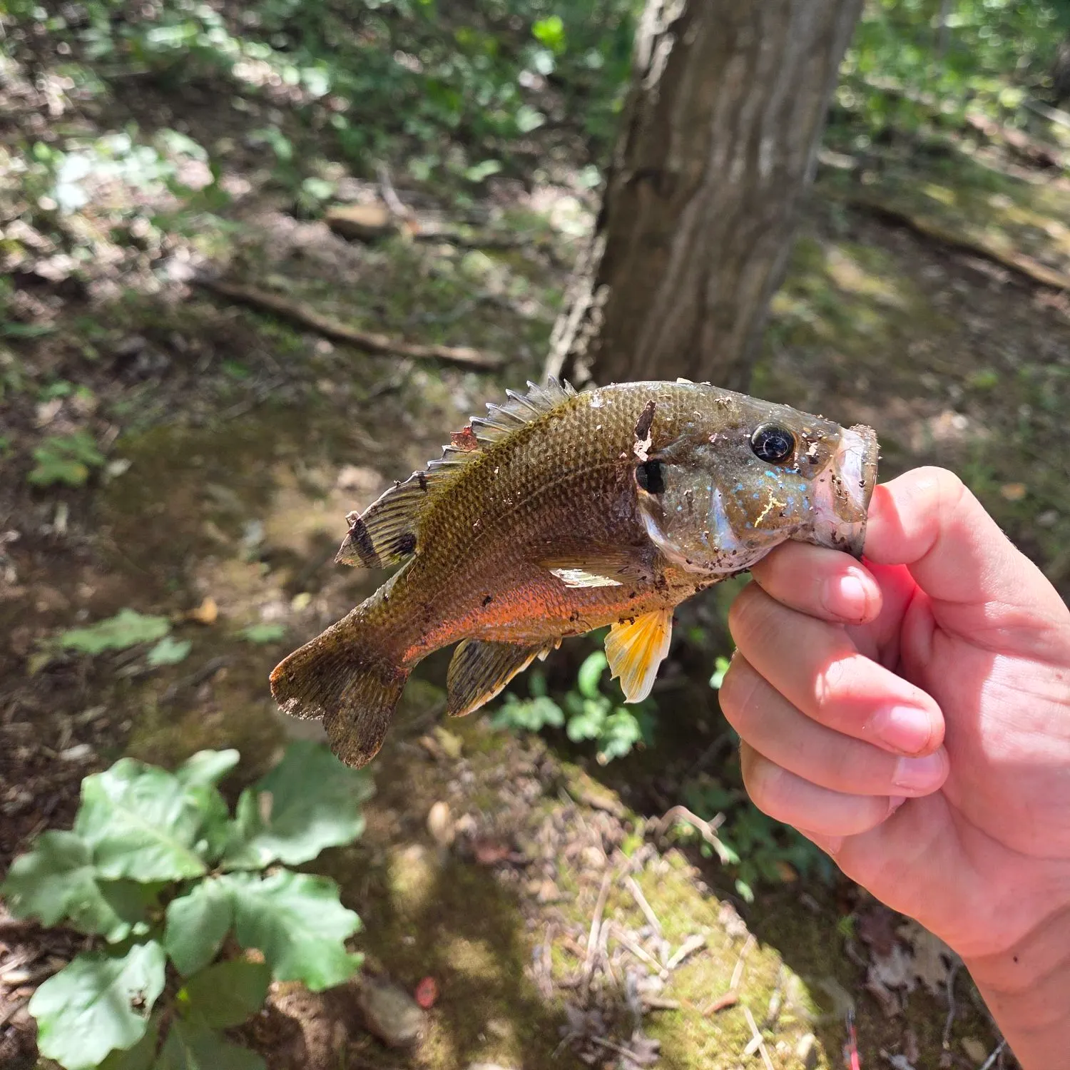 Green sunfish caught on Fishbrain