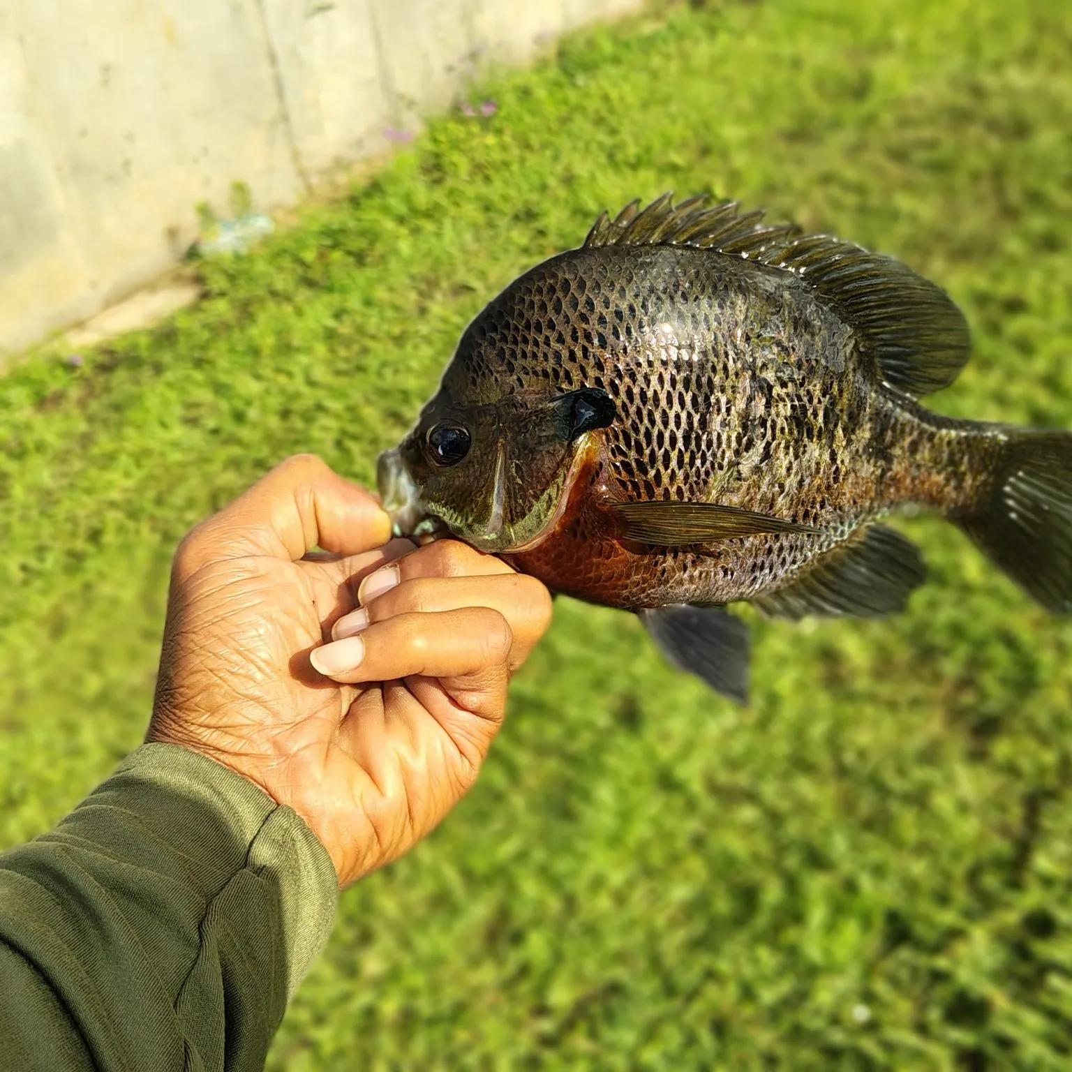 catch