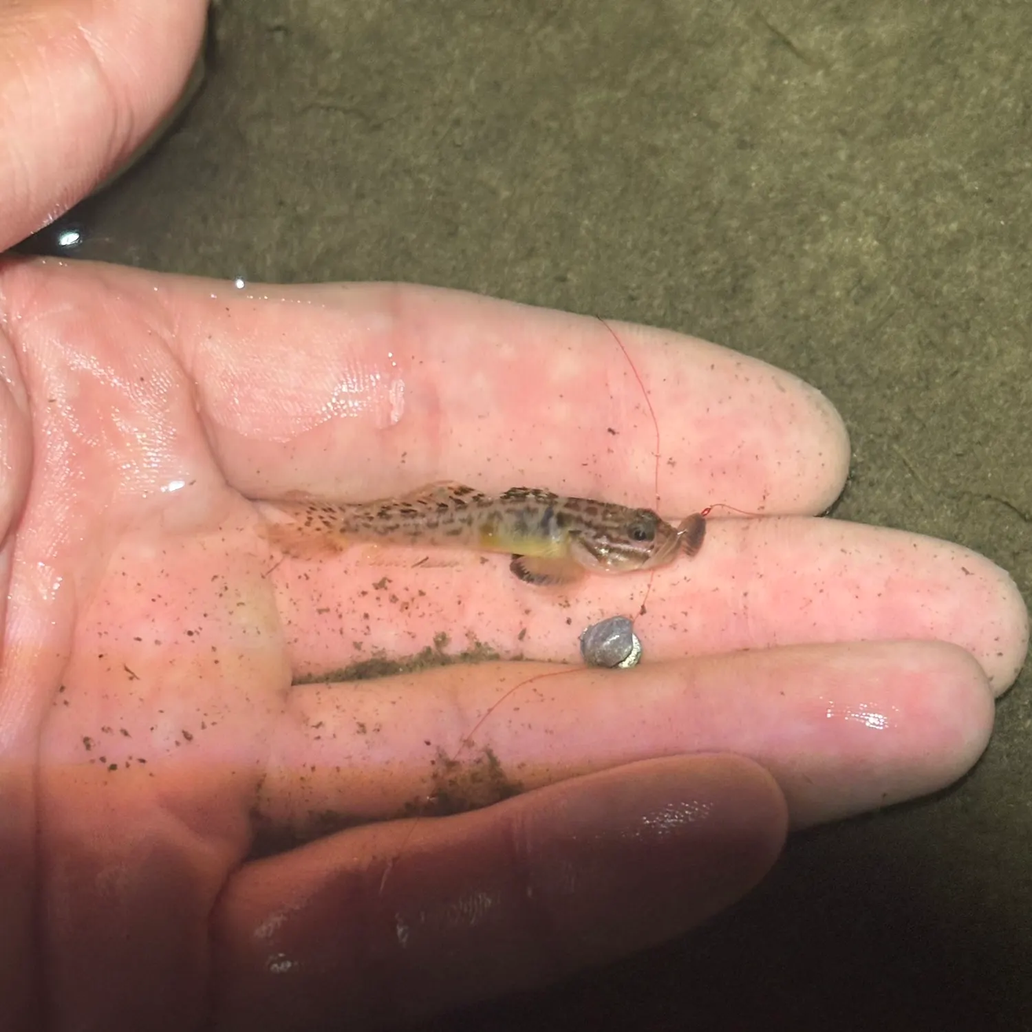 The most recent Clown goby catches on Fishbrain