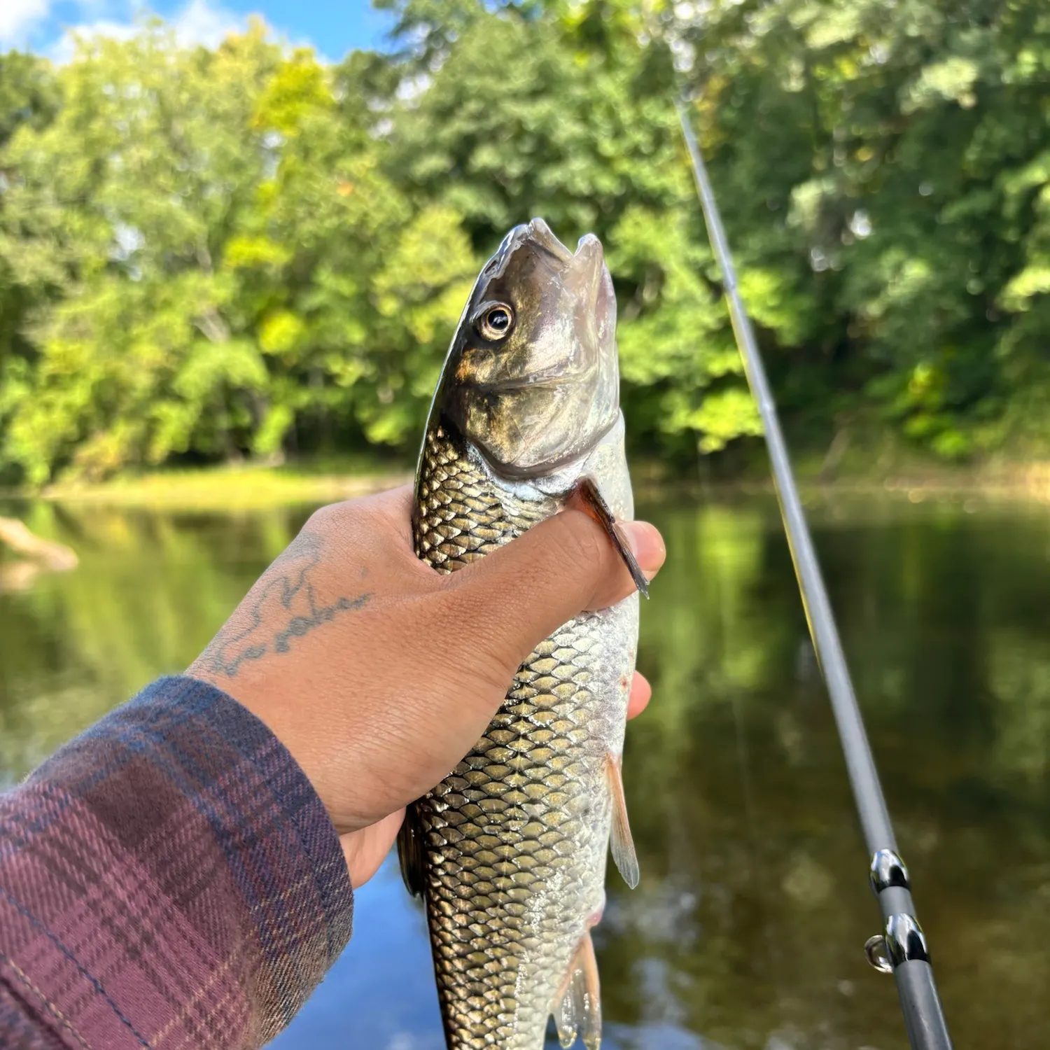 Fallfish caught on Fishbrain
