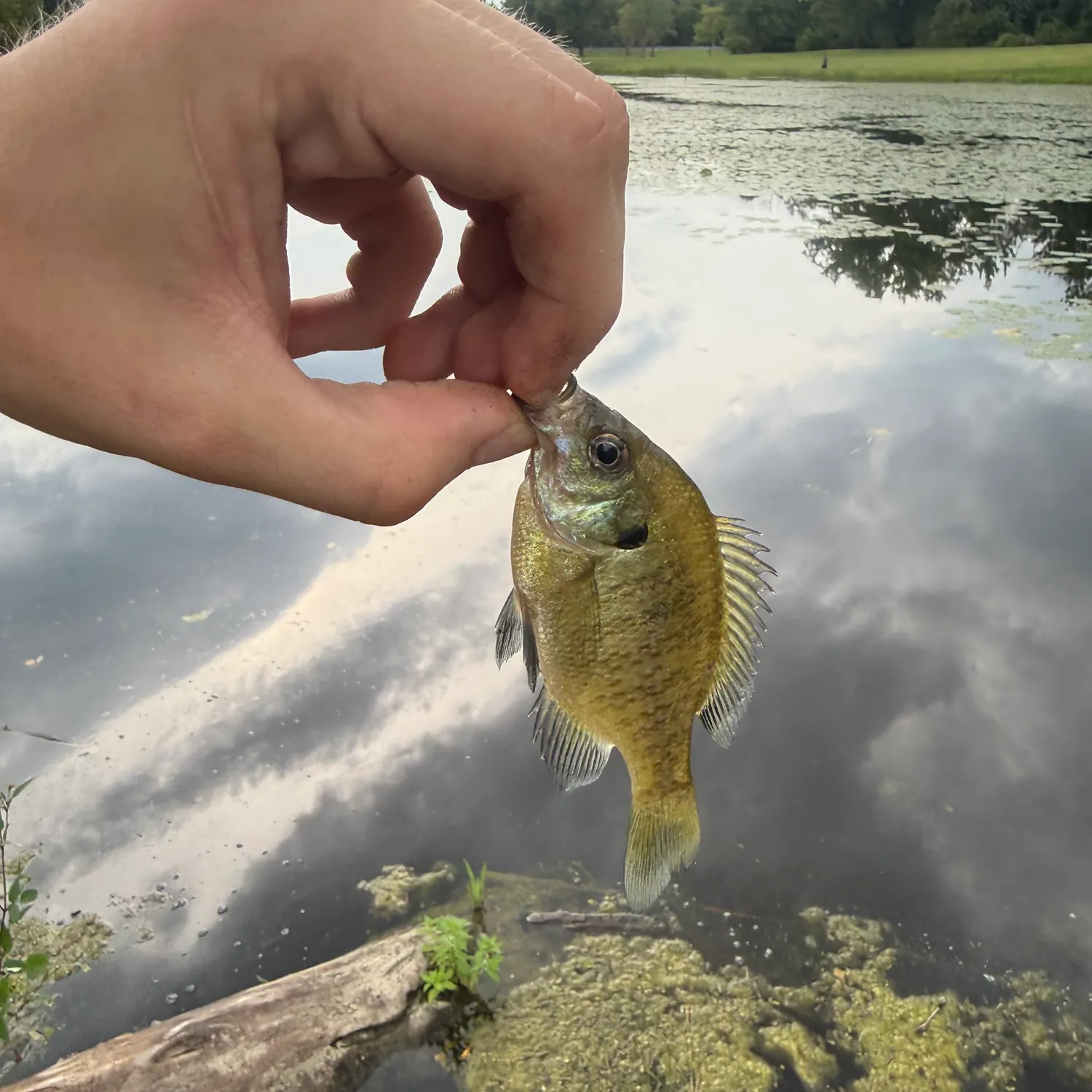 Bluegill caught on Fishbrain