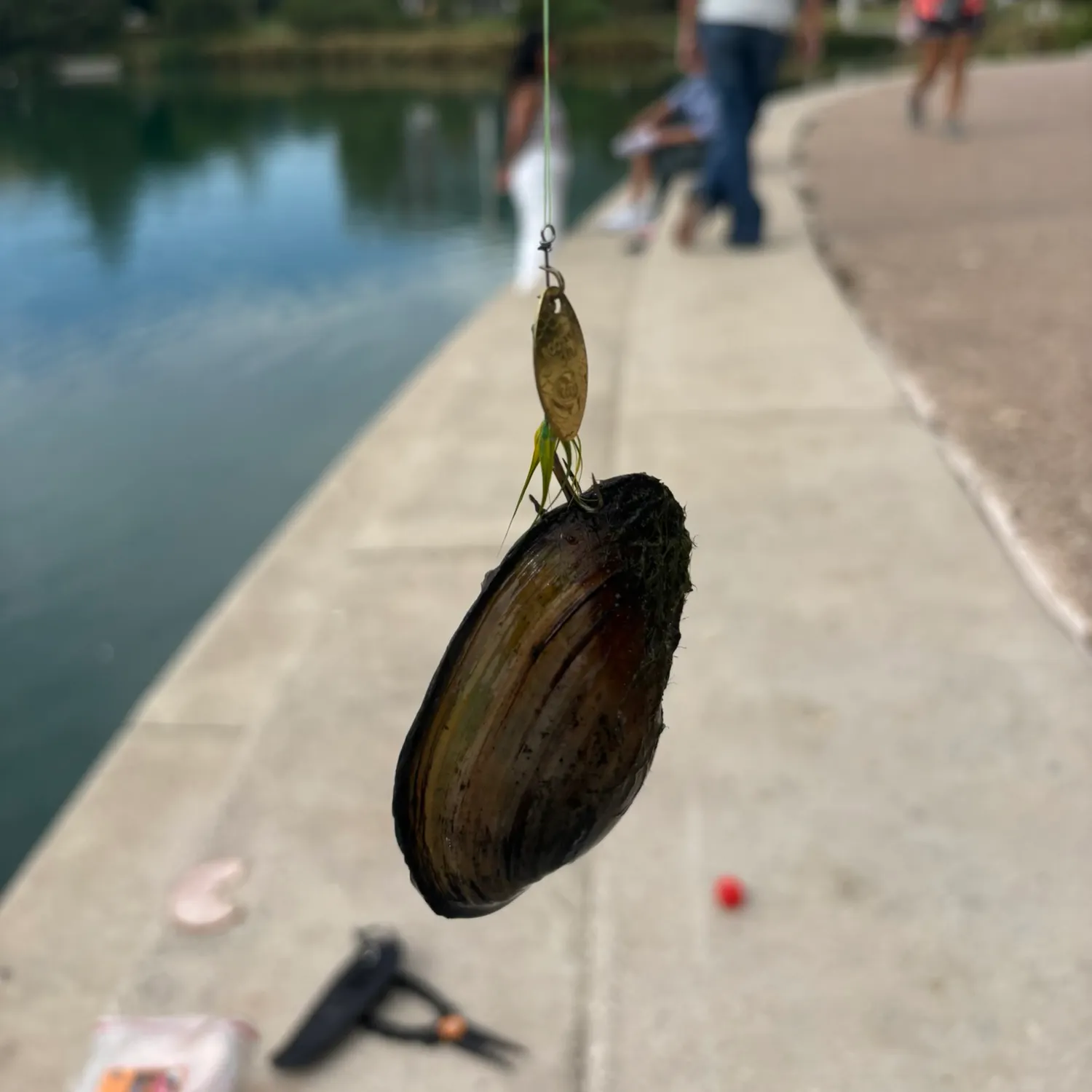 The most recent Asian clam catches on Fishbrain