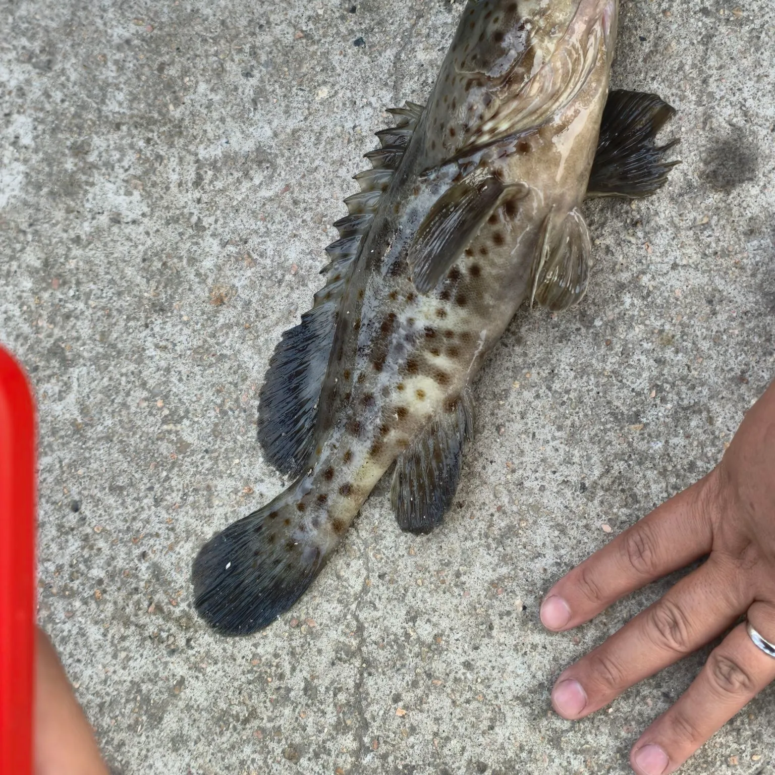 The most recent Greasy grouper catches on Fishbrain
