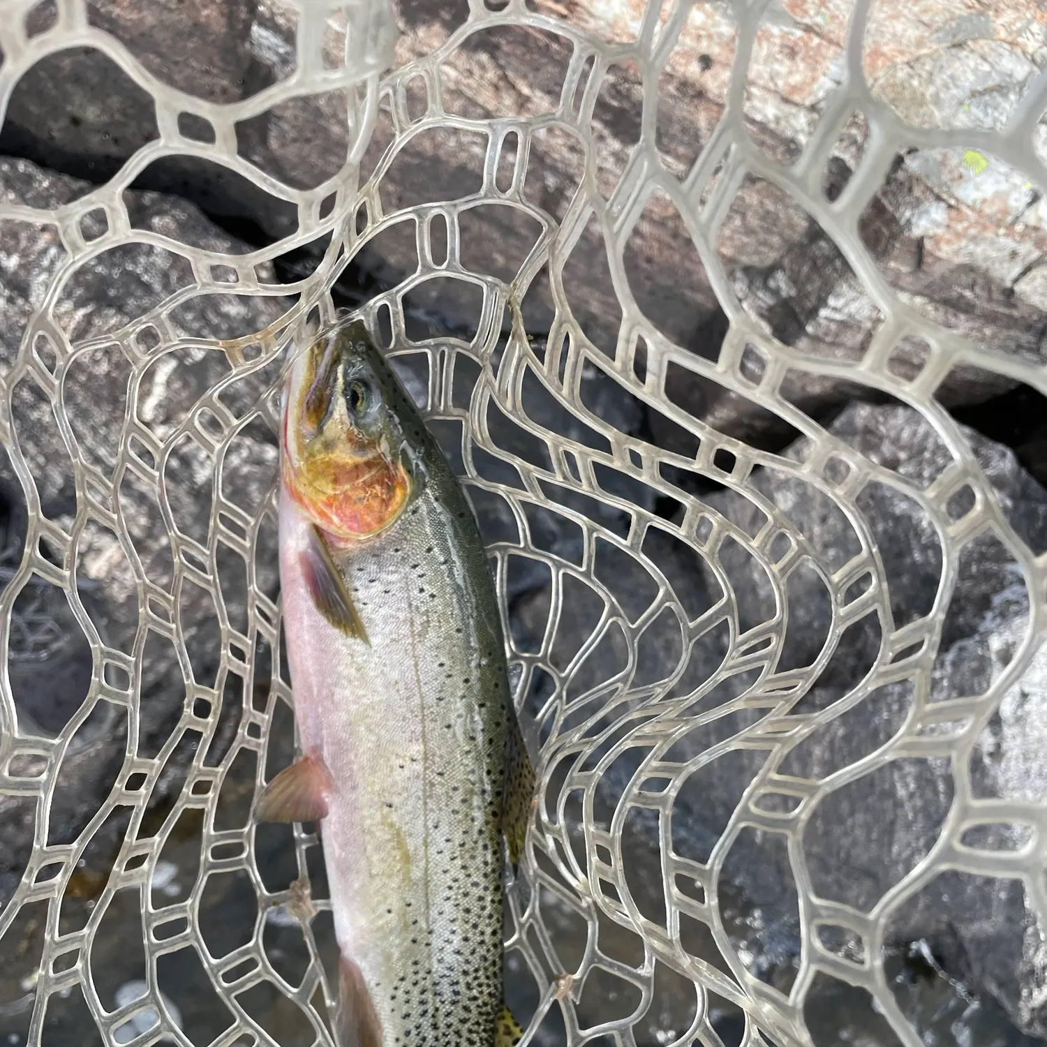 Cutthroat trout caught on Fishbrain