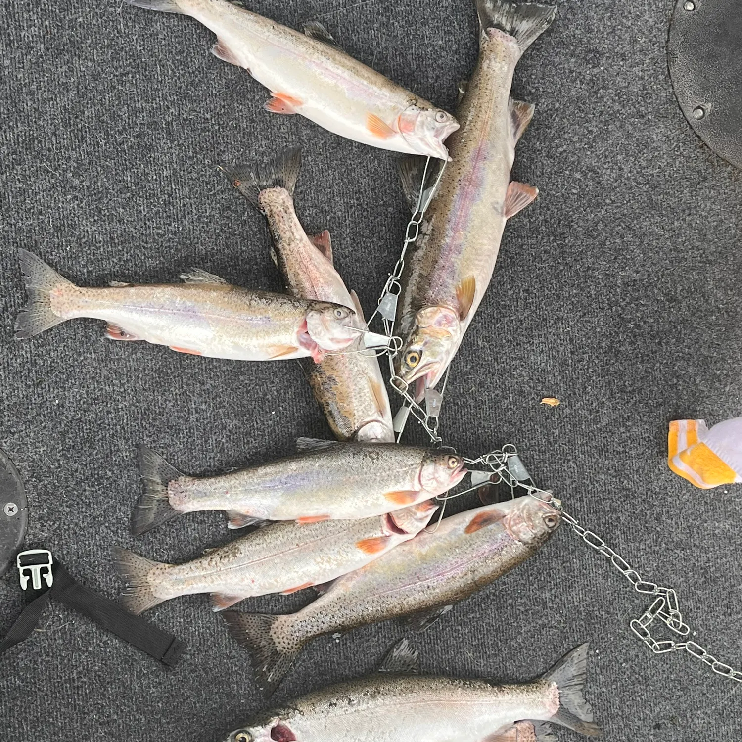 recently logged catches
