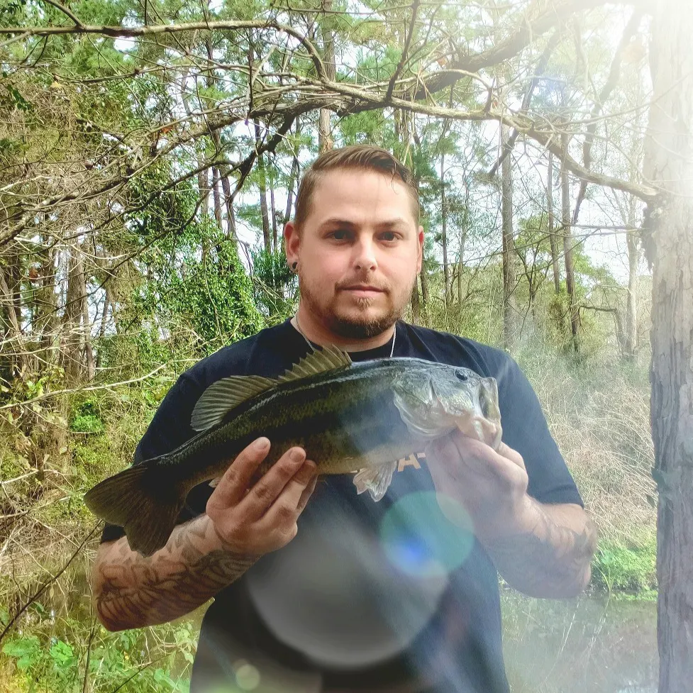 Largemouth bass caught on Fishbrain