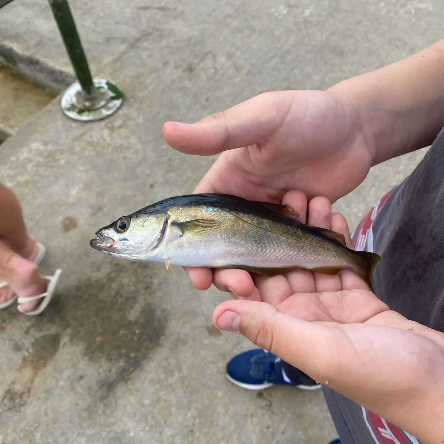Pollack caught on Fishbrain