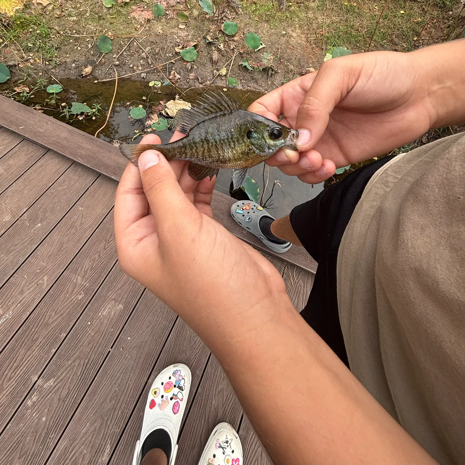 Bluegill caught on Fishbrain
