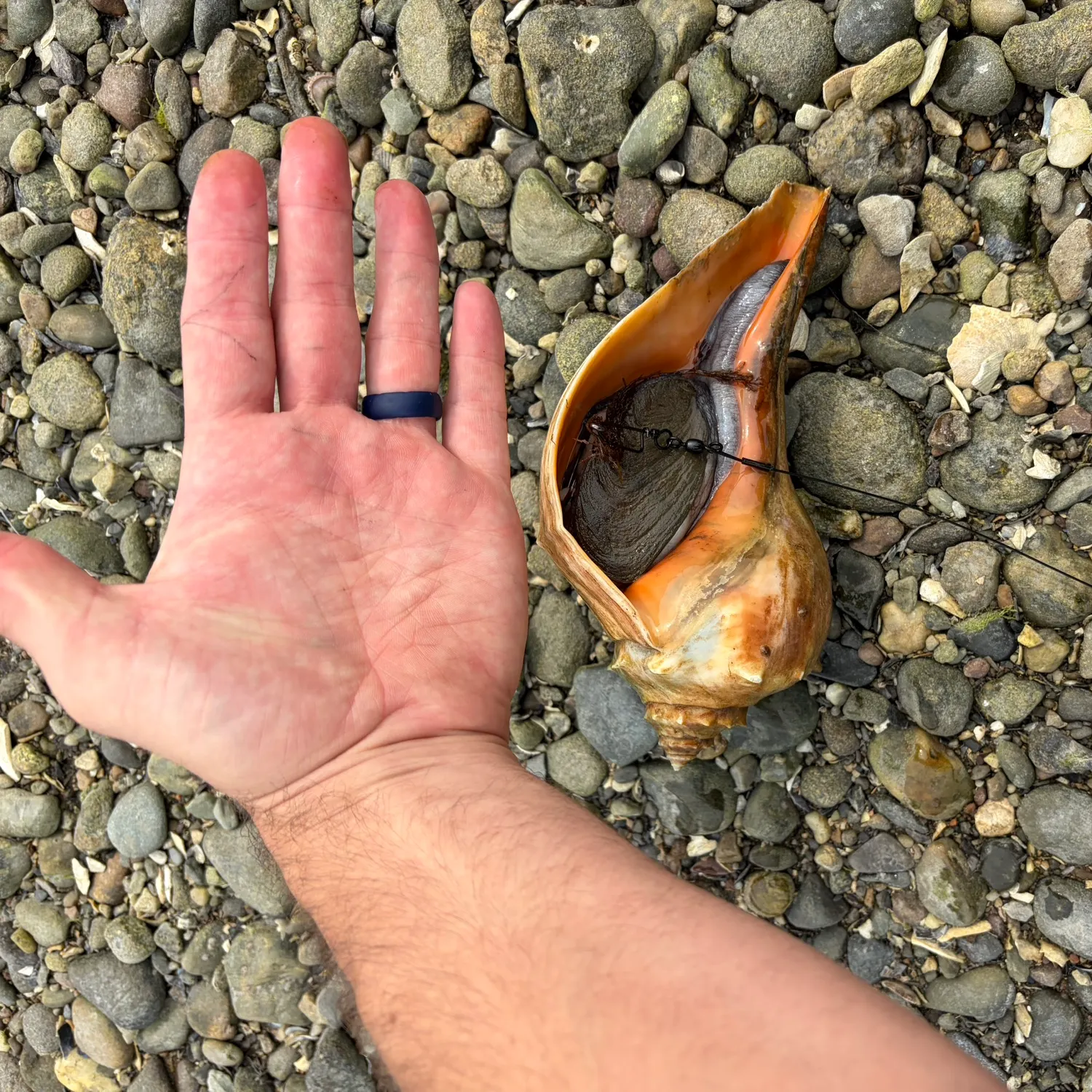 The most recent Blacktail snailfish catches on Fishbrain