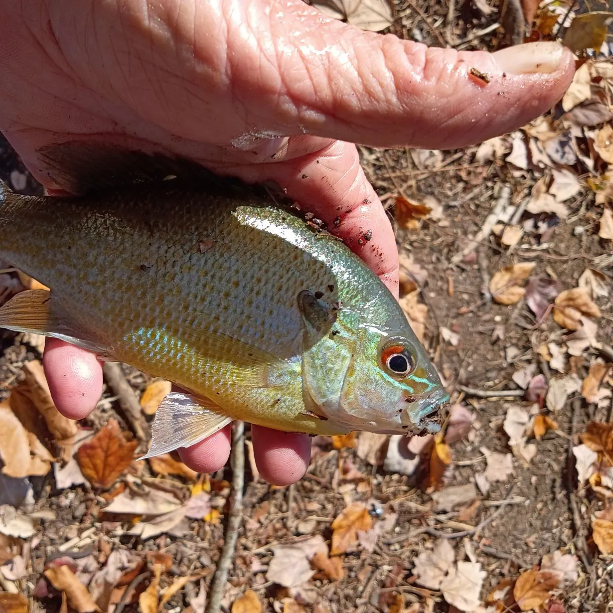 Redbreast sunfish caught on Fishbrain