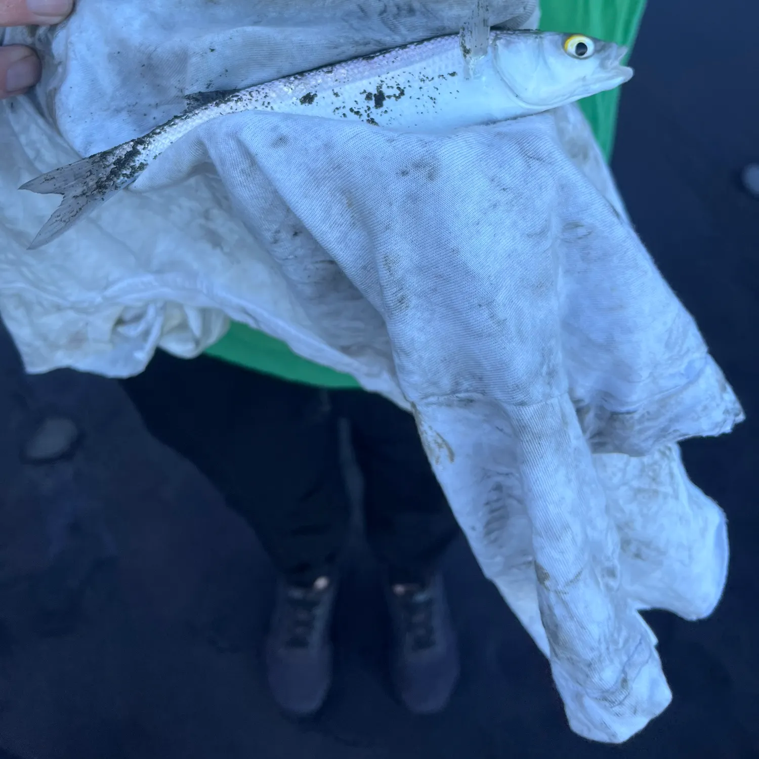 The most recent Yellow-eye mullet catches on Fishbrain