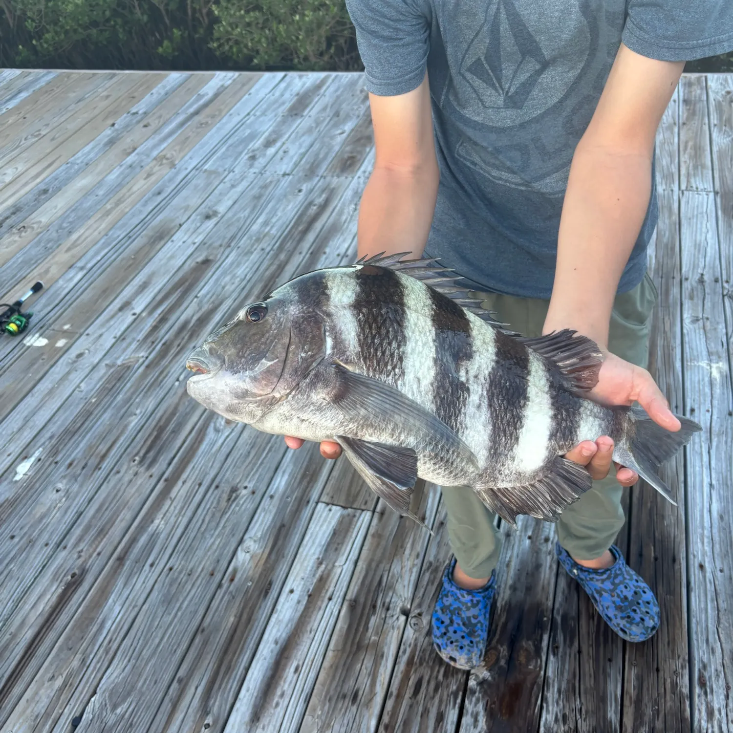 Sheepshead caught on Fishbrain