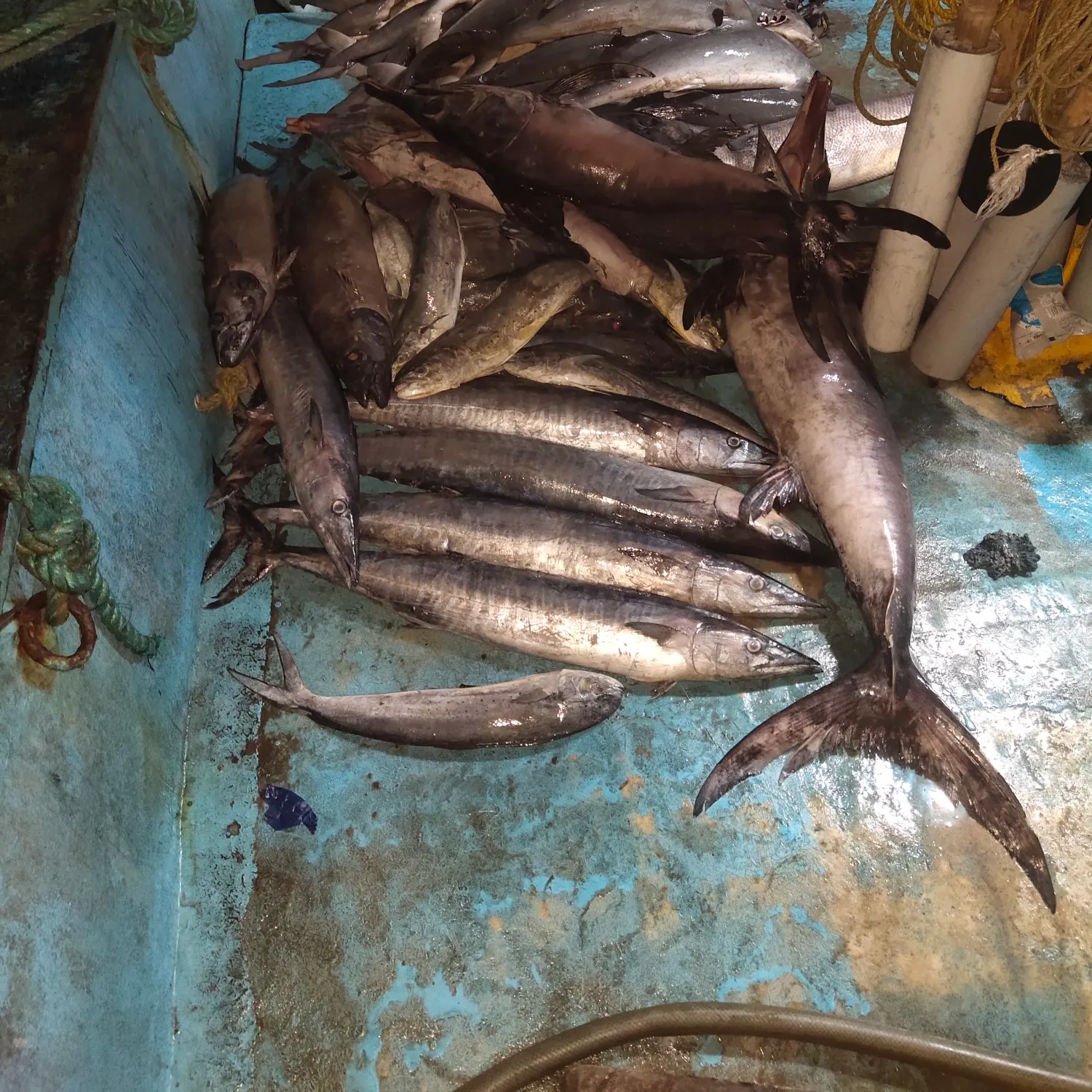 Fishing in India ️️️️ Explore the best fishing spots and areas
