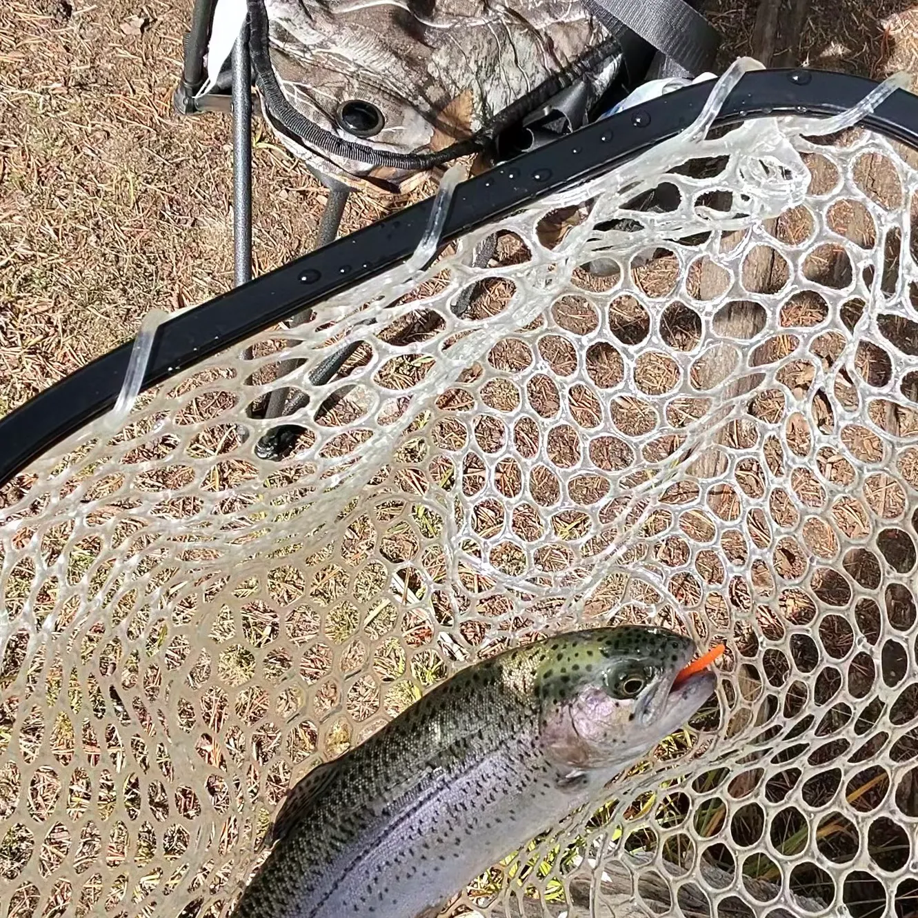Rainbow trout caught on Fishbrain