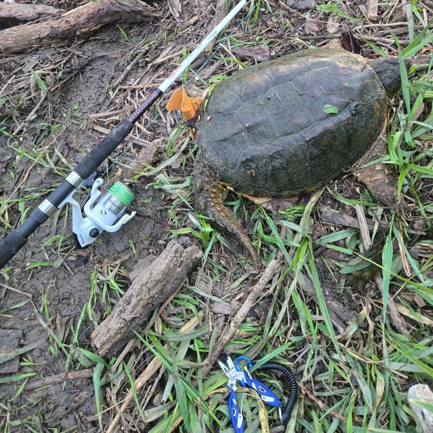 The most recent Common snapping turtle catches on Fishbrain