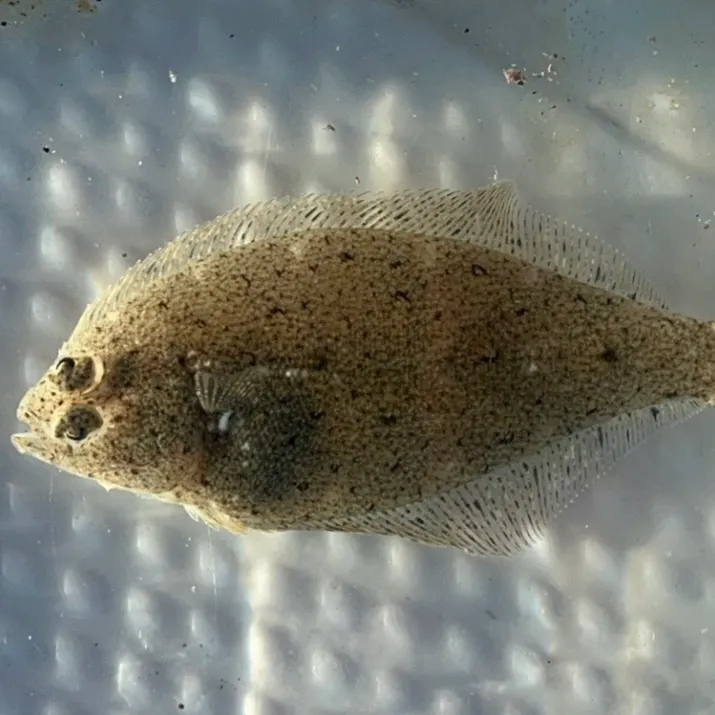 Speckled sanddab caught on Fishbrain