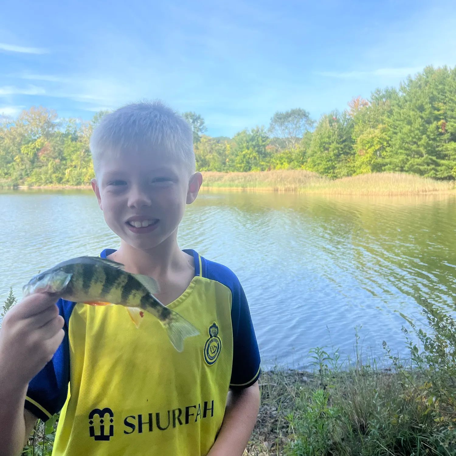 Yellow perch caught on Fishbrain