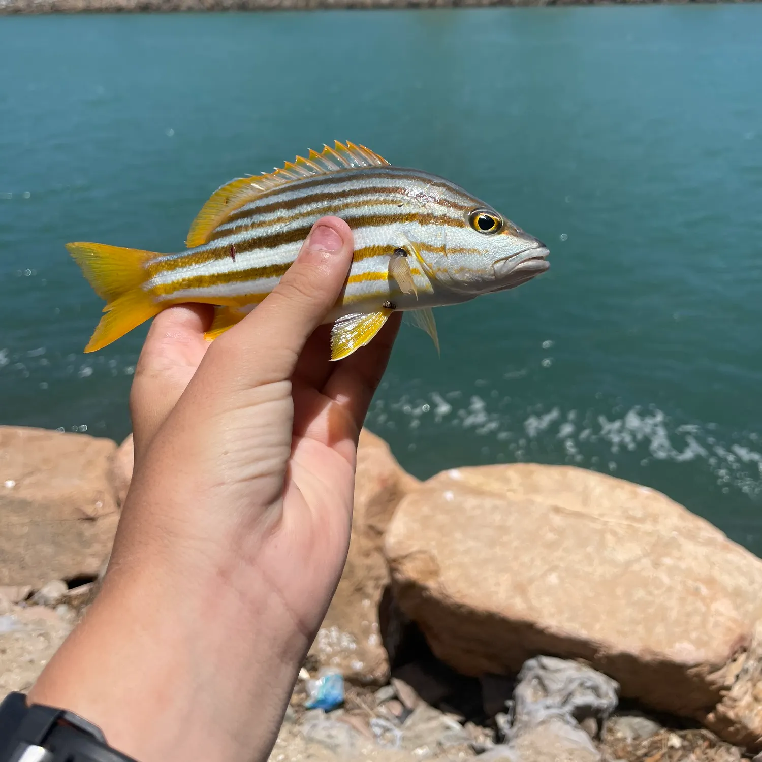The most recent Brownstripe red snapper catches on Fishbrain