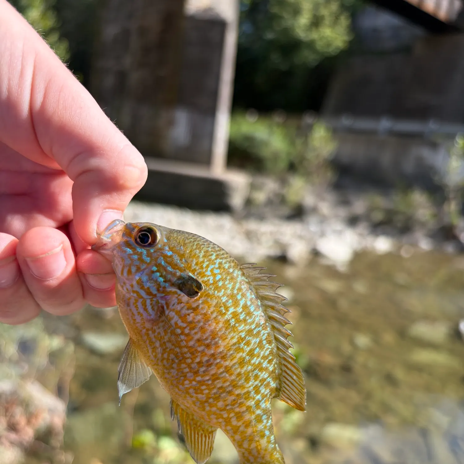 Longear sunfish caught on Fishbrain