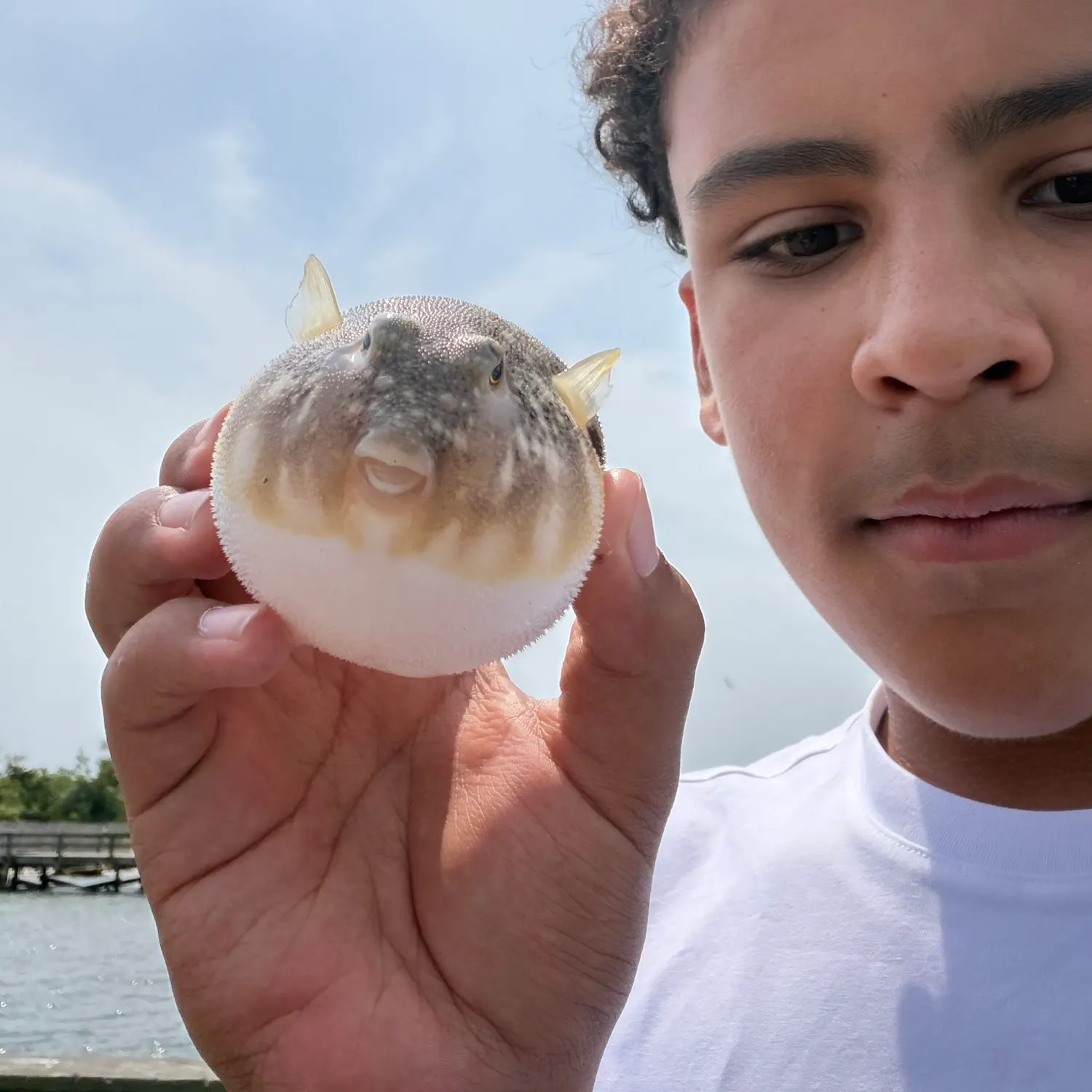 The most recent Northern puffer catches on Fishbrain