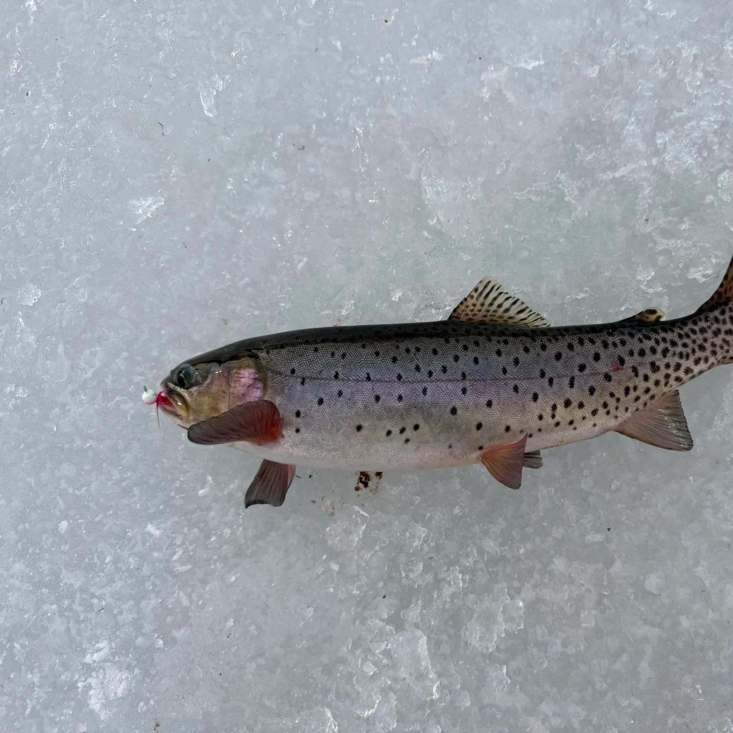 The most recent Colorado river cutthroat trout catches on Fishbrain