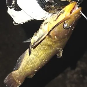 Brown bullhead caught on Fishbrain